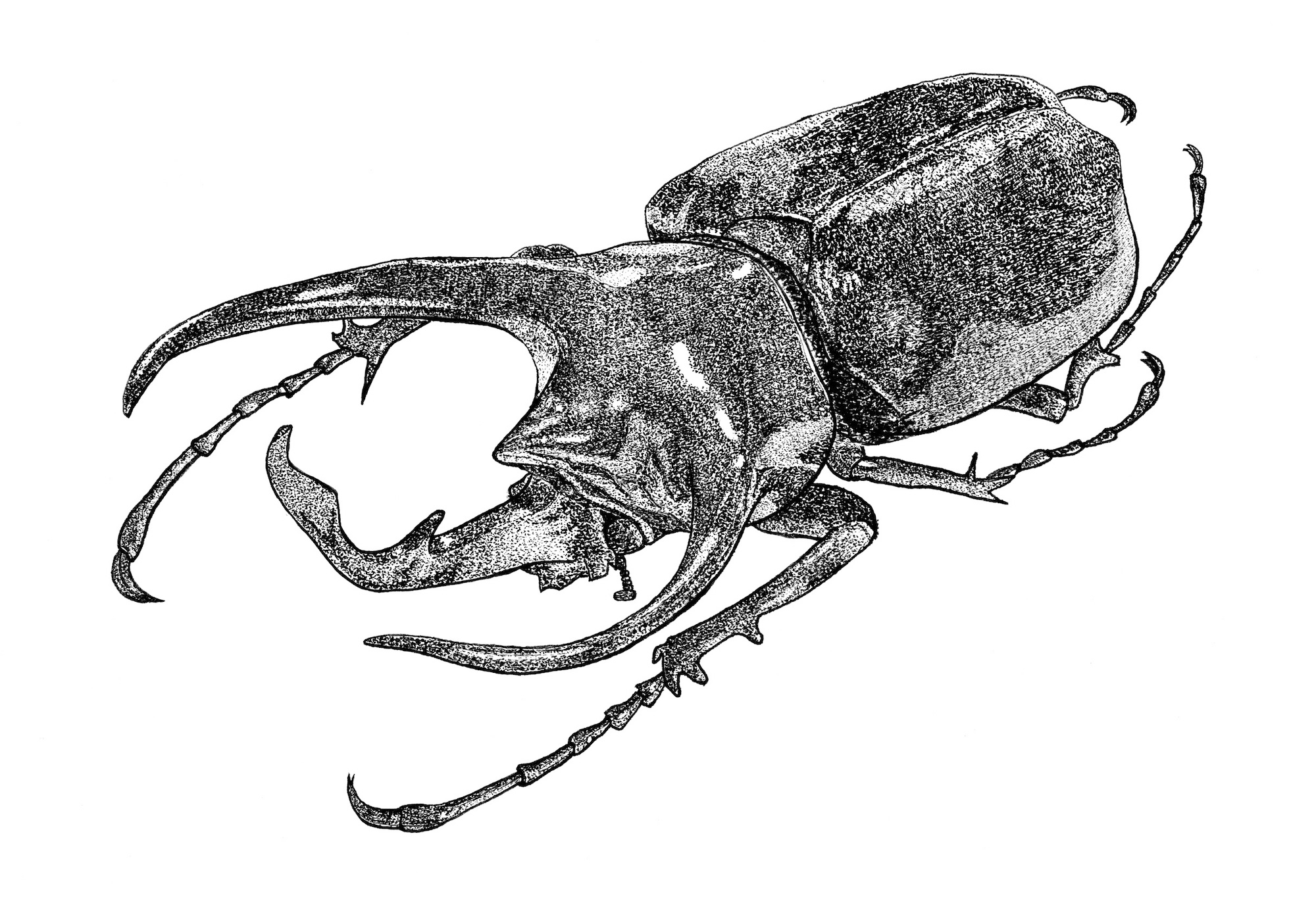 ヘラクレスオオカブト 亜種図鑑 第1版