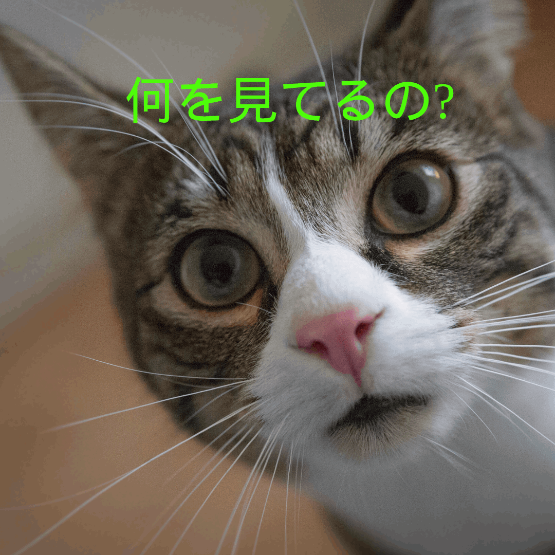 「なぜじっとみてるか」と聞いてる猫-1