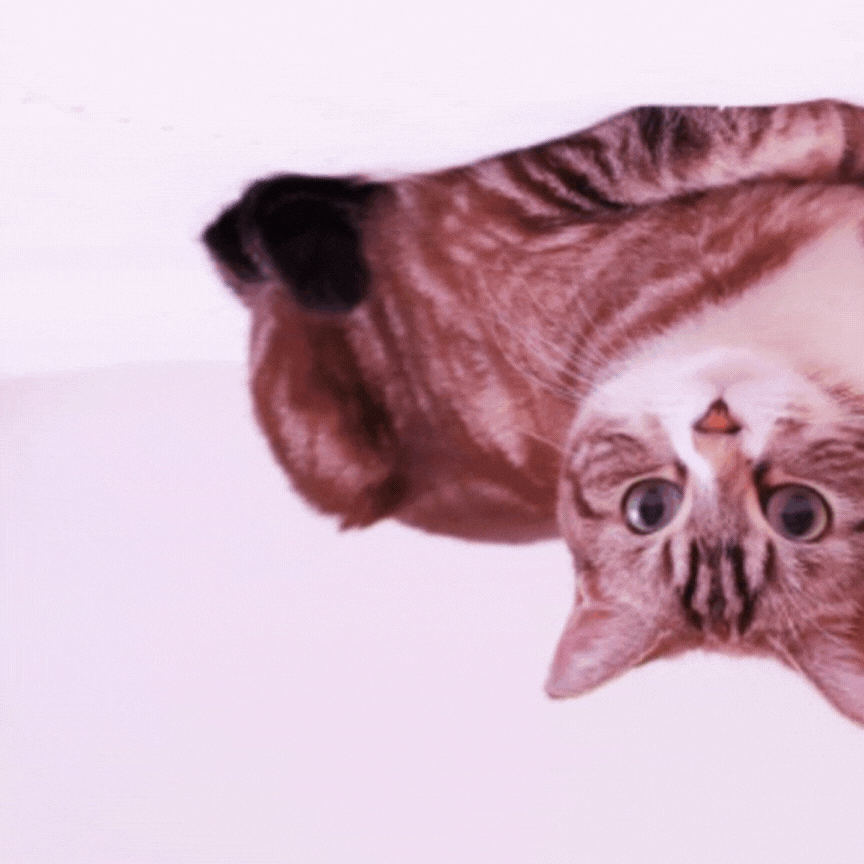 cat!!-1