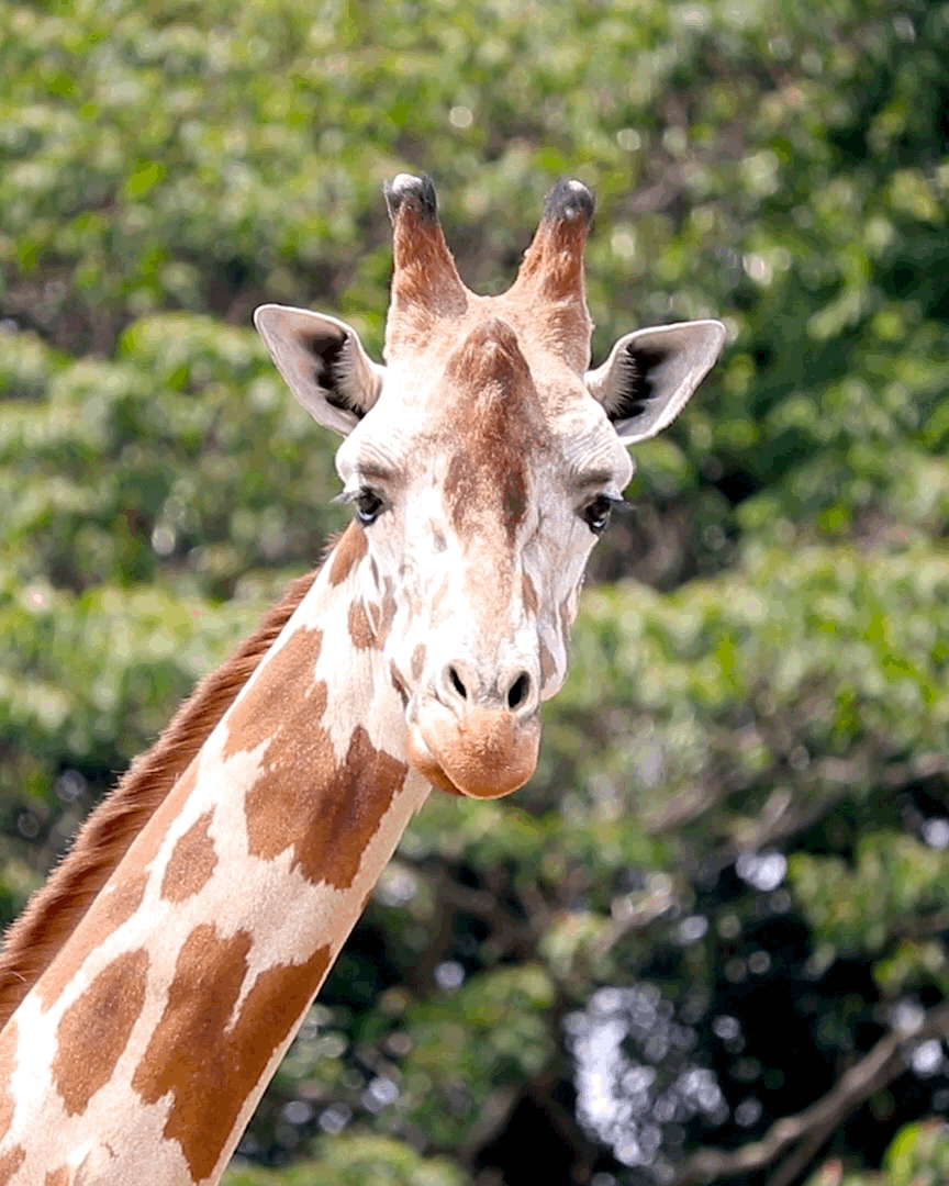もぐもぐ動物園-1