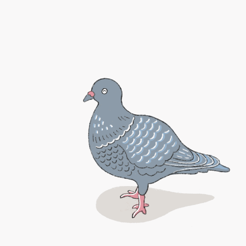 【GIFアニメ】鳩-1