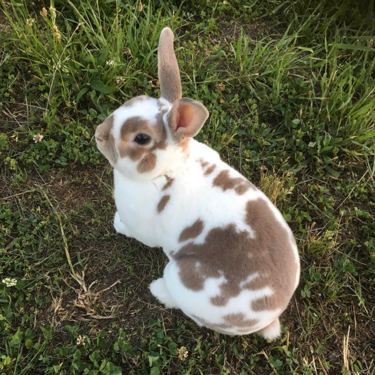 ウサギの換毛期はいつからいつまで 牧草 ペレットの量など健康対策はどうすれば良い Petpedia